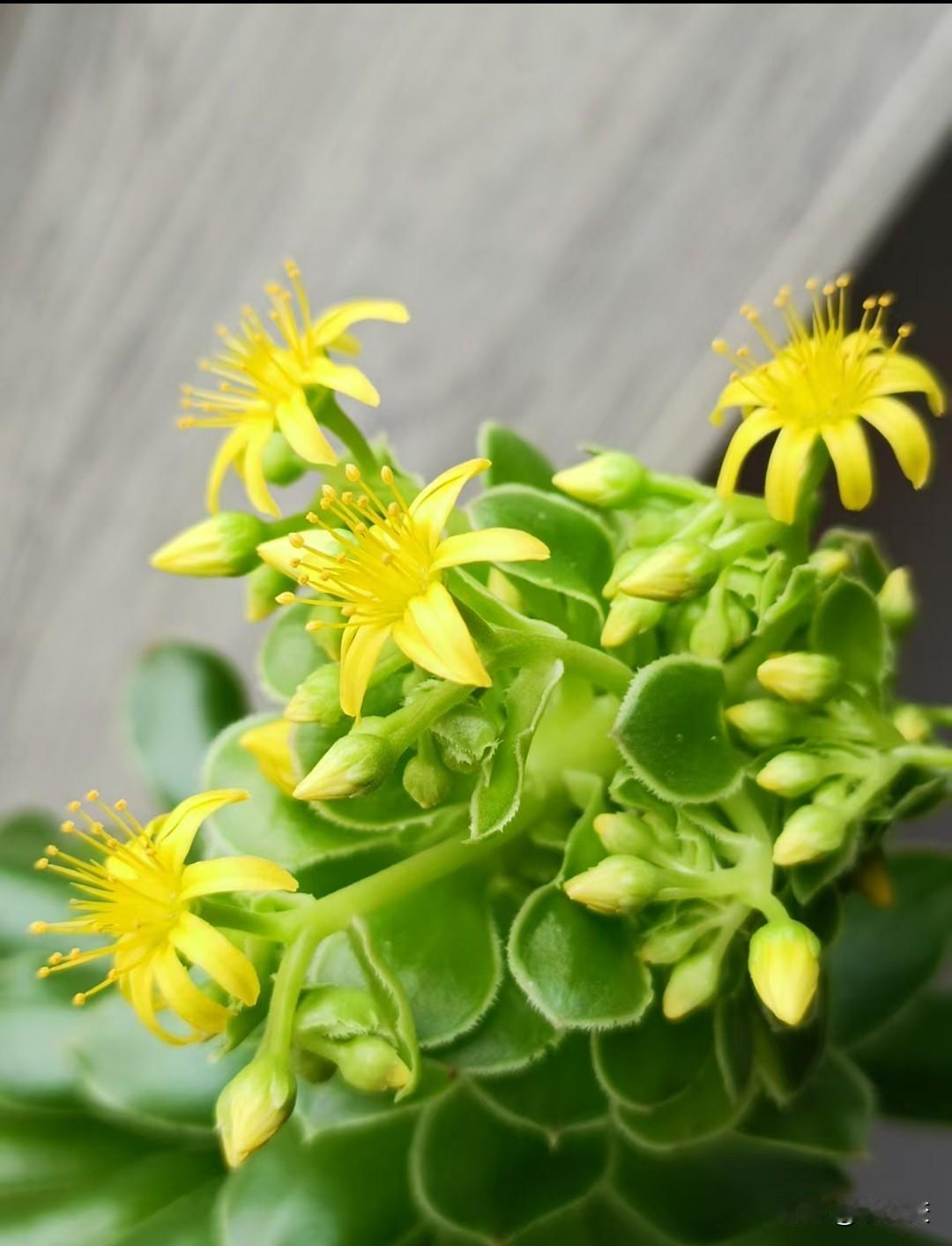 其实女人挺容易满足，你看就这个小花，有什么了不起吗？只是因为这盆绿值开了花，老婆