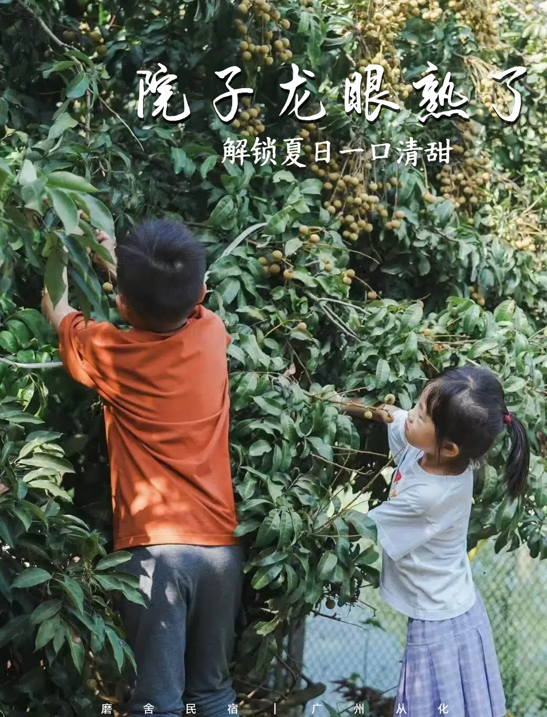龙眼抢先季！尝鲜这一口夏日清甜~