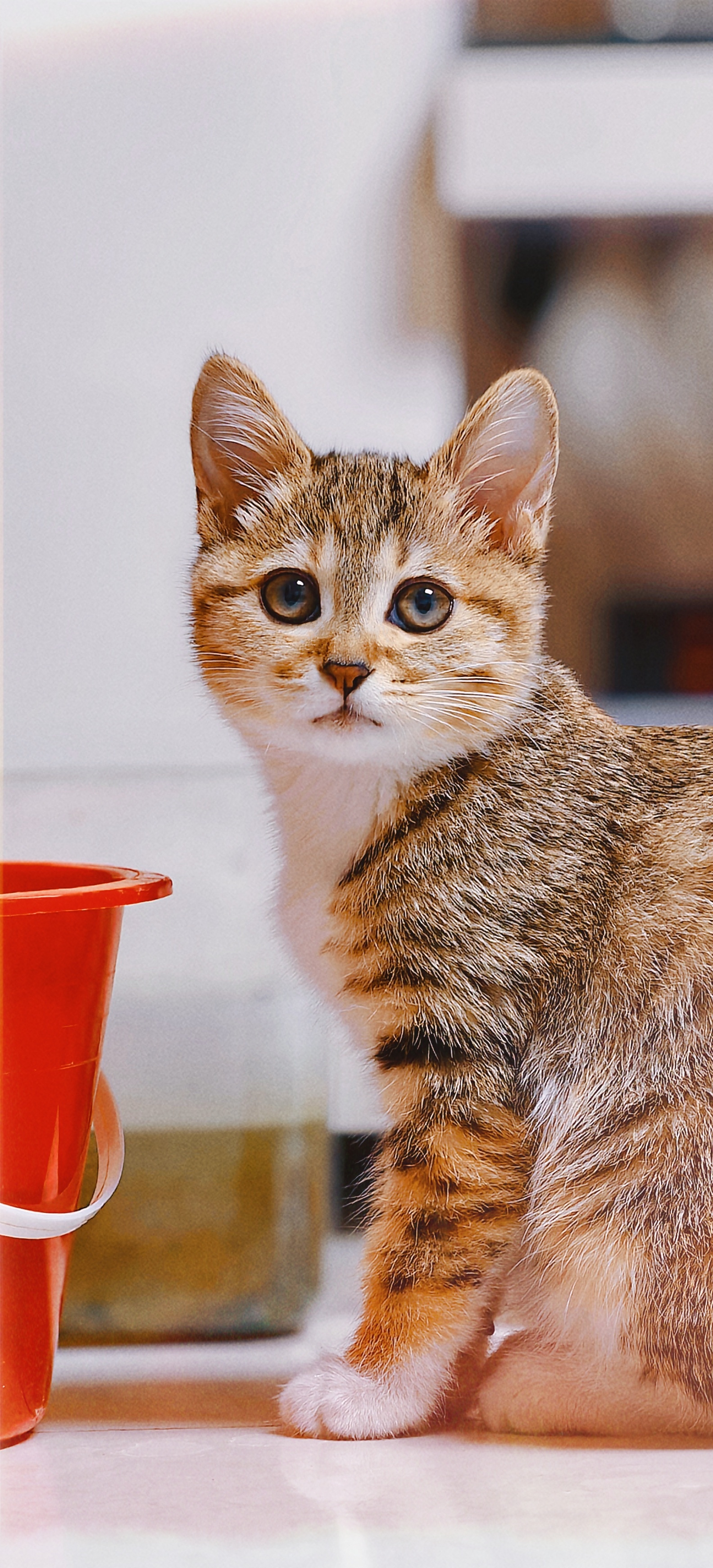 上个月捡来1.1斤，今天已经2.6了～不知道这是安卓猫还是苹果猫❓ ​​​