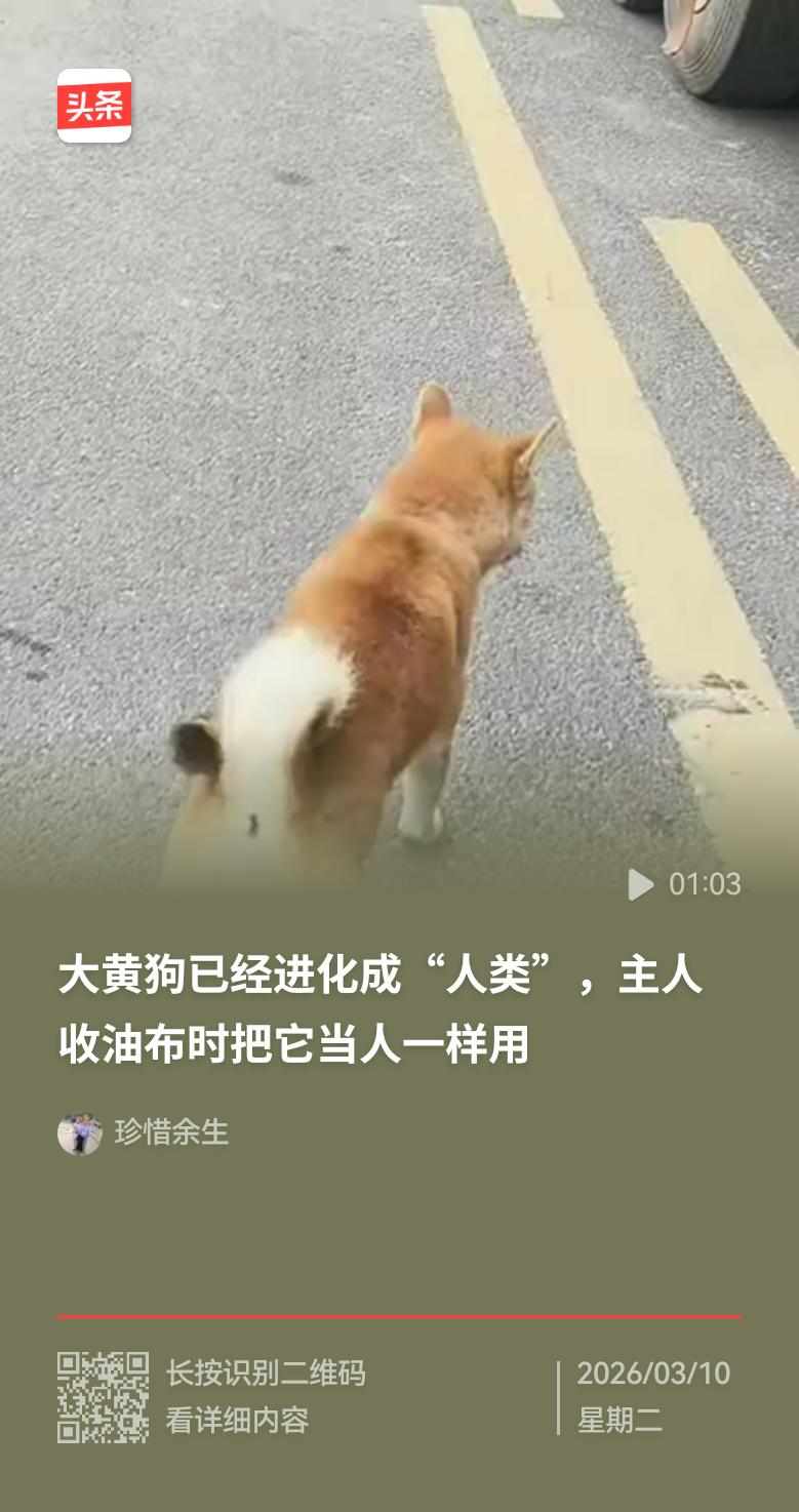 有个开大货车的司机养了一条大黄狗。俗话说，猫捉老鼠狗看门，各有其责。然而，这位司