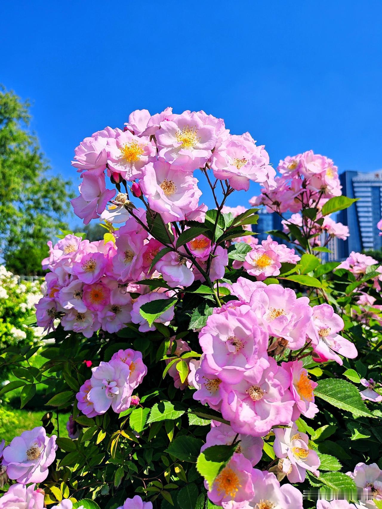 粉花映碧空，芳菲满眼春。