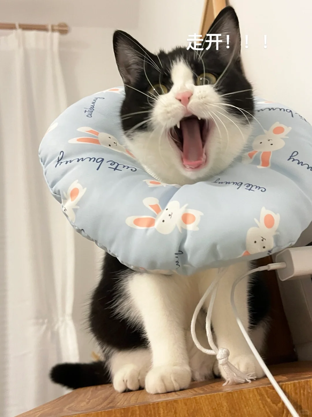 黑猫警长不发威，你当我是病猫啊！！！