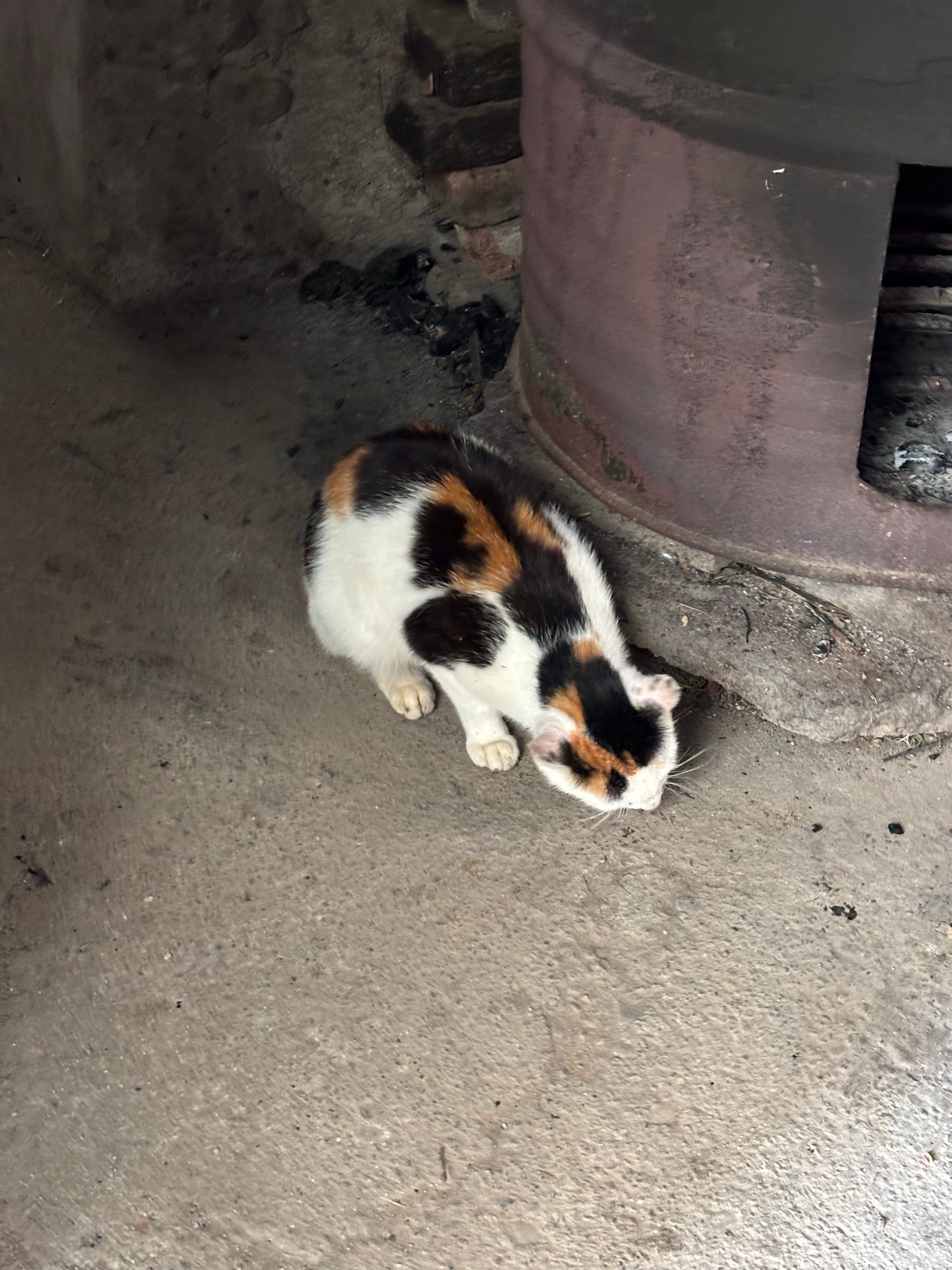 小猫咪啊小猫咪偶遇一只来我家偷吃骨头的猫猫 