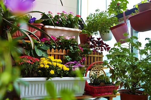 【#成都一小区提供植物寄养服务# 为居民免费养护盆栽】“有人照顾它们，我出去玩得