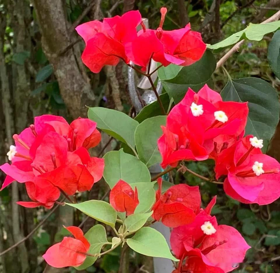 九重葛的花語是「熱情」，但是因為有3片苞片而引伸為「三角戀」，又因苞片其脆薄似紙