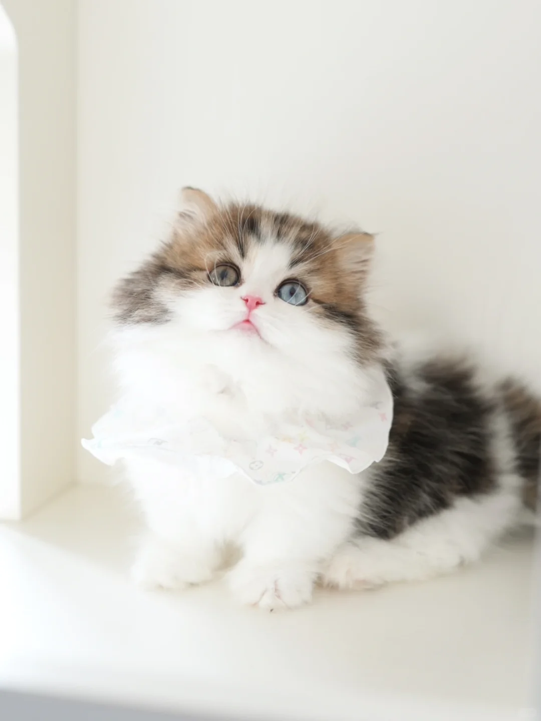 漂亮猫咪真的可以疗愈我🔮异瞳金白米努特