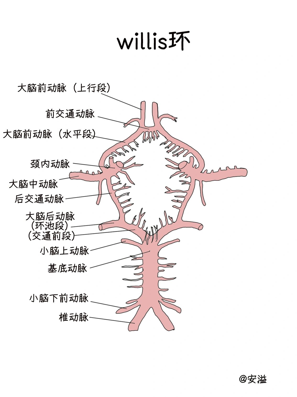 学习笔记‖大脑动脉环