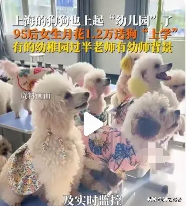 小狗太有福了，送它上学不惜重金。

95后女生月花1.2万送狗上学，这只狗狗不是