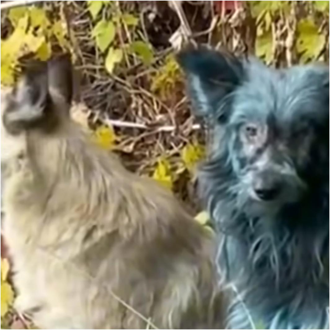 最近外媒报道，乌克兰切尔诺贝利核电站附近出现了蓝色的狗。当地组织“切尔诺贝利的狗