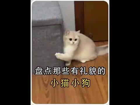 #猫[超话]#盘点那些又礼貌的小猫₍˄·͈༝·͈˄*₎੭小狗🐕
#上门喂猫被家里机器人盘问#
