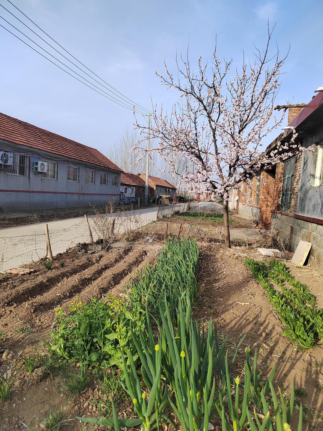 一封来自农村子女的信：谁来心疼我们八十多岁的父母？

尊敬的各位领导、各位干部朋