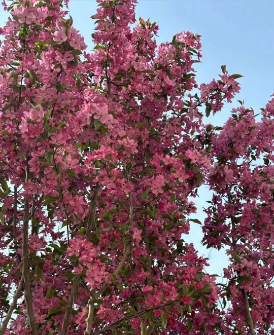 看一场海棠🌸