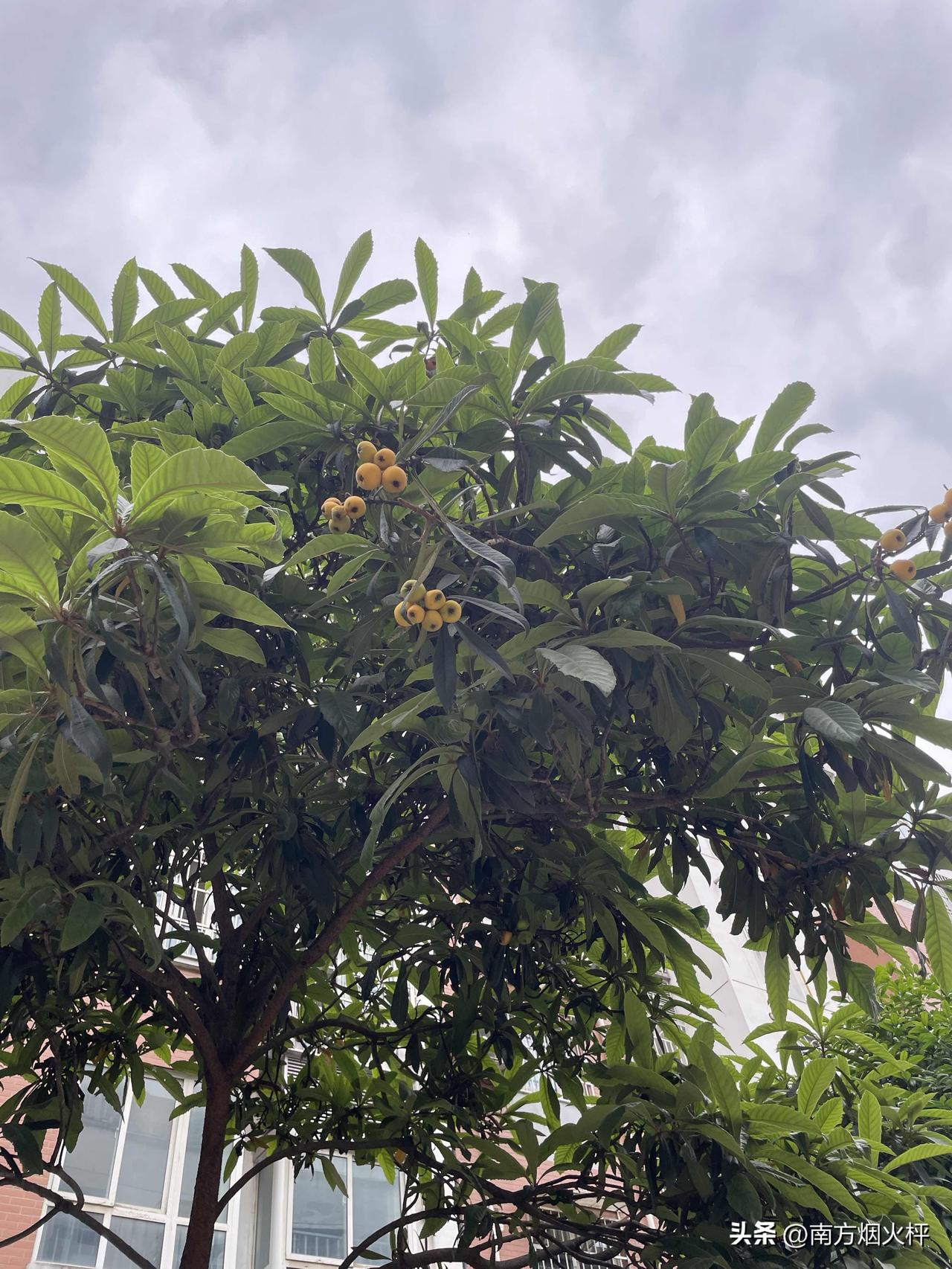 下了一晚上的大雨，早上的天空是灰蒙蒙的，枇杷快熟了，在灰色天空的映照下，格外引人
