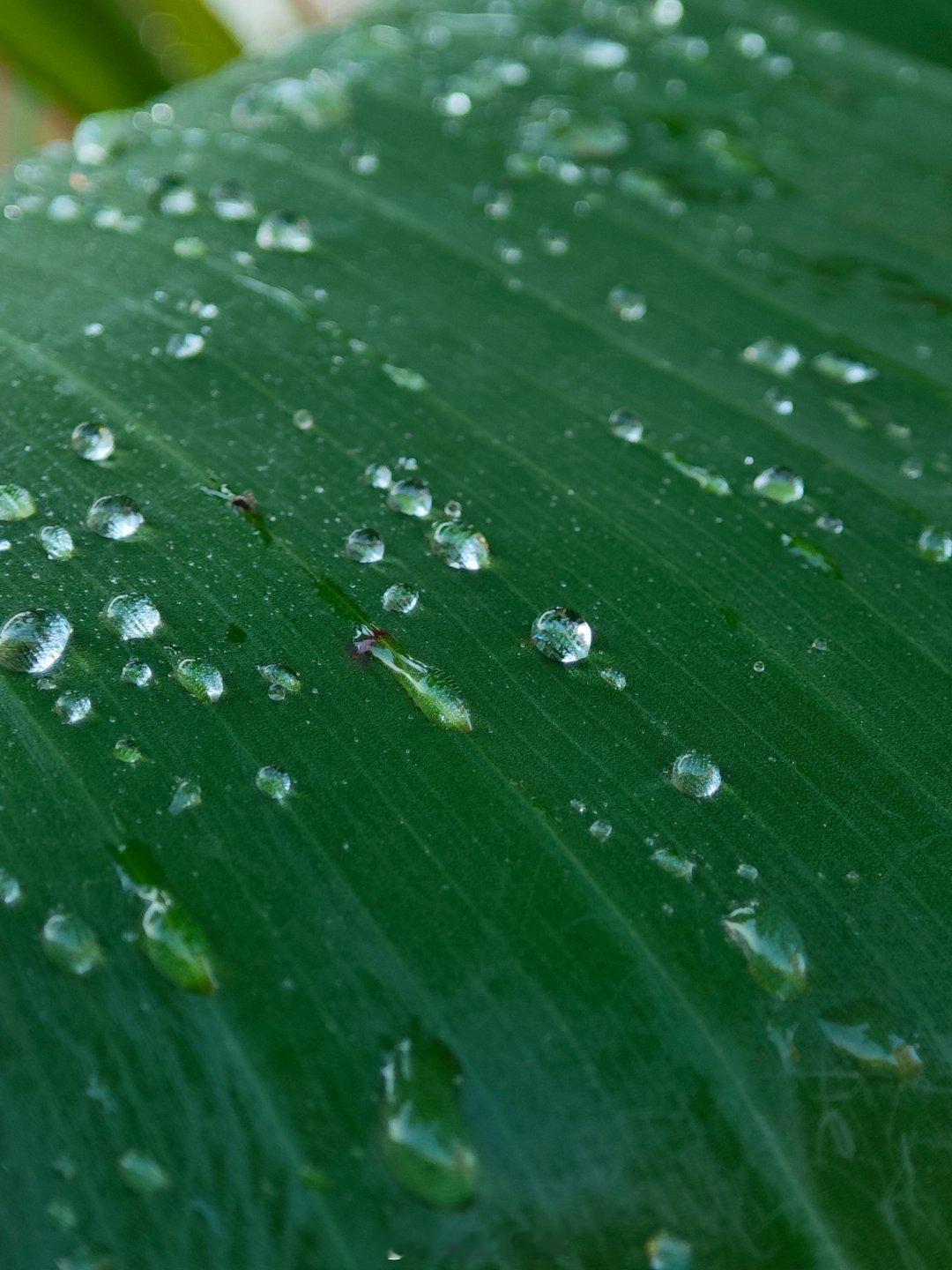 中元节​早起回乡祭祀了​最近雨水充沛​植物都大复活 ​​​