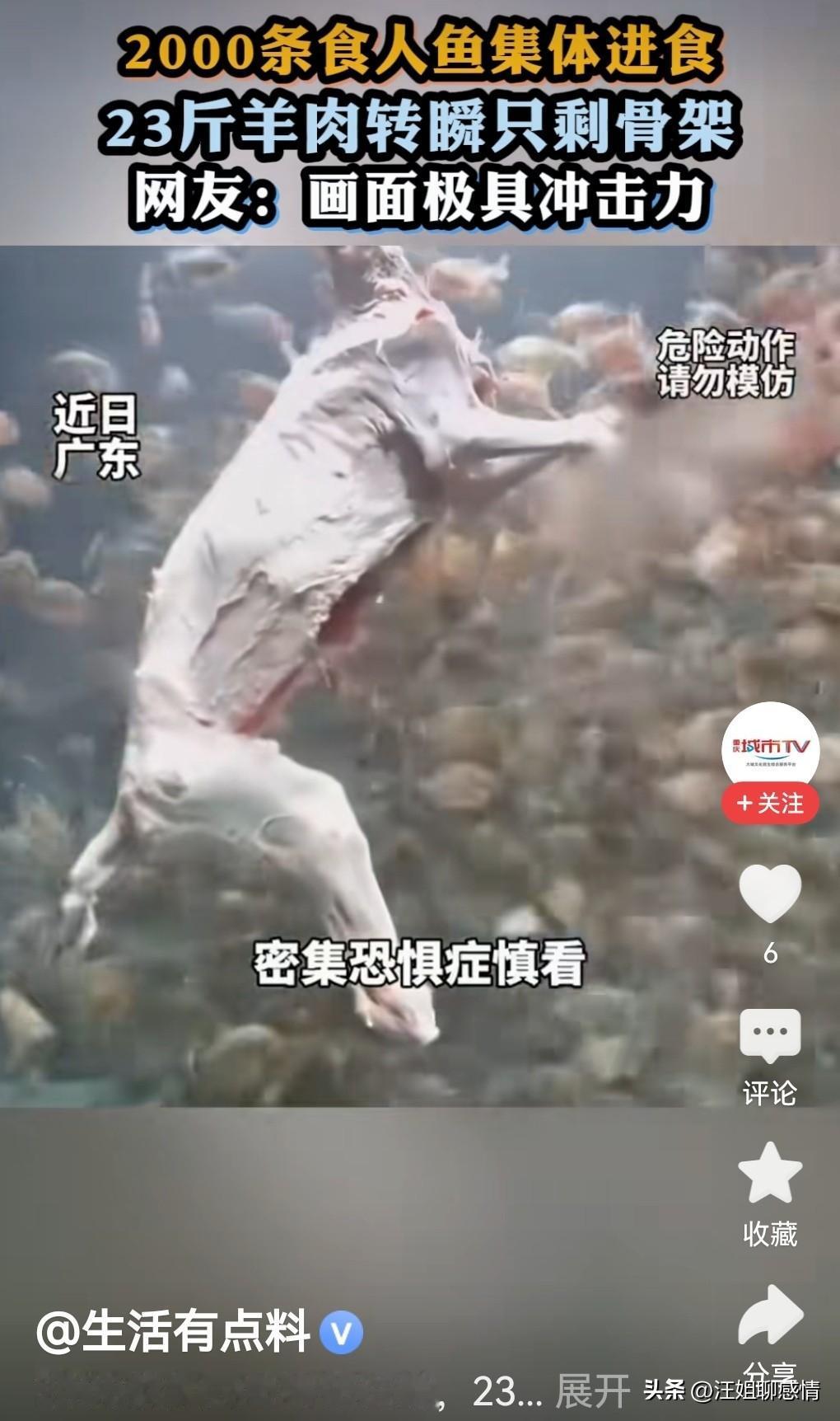“食人鱼”是什么鱼？网友饲养2000条食人鱼违法吗？

最近，广东有位网友干了件