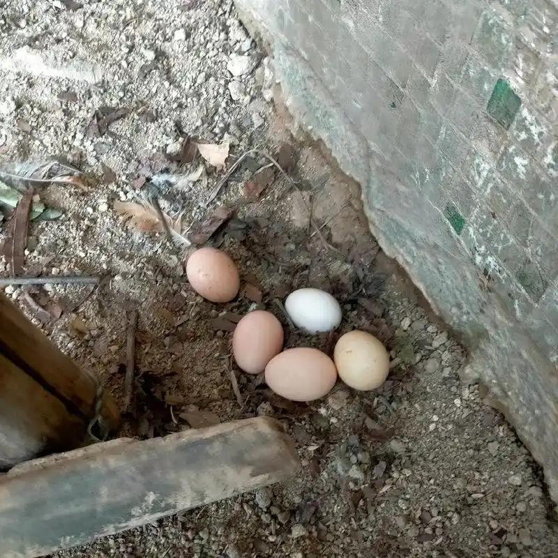 贵州，一男子想抓黄鼠狼，他往鸡蛋里注射驱虫药，然后扔在邻居家门口，邻居以为是自己