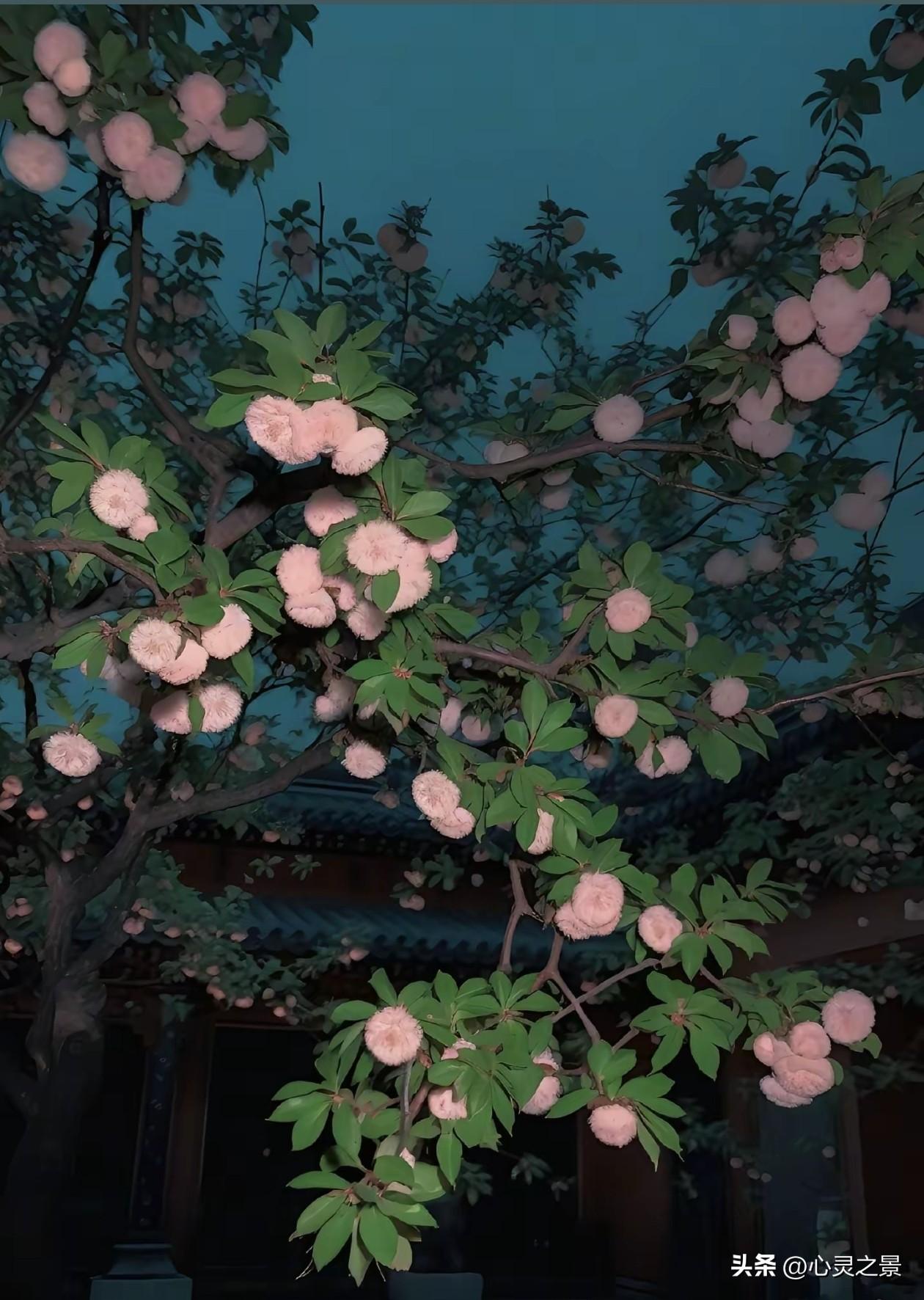 夜色里的樱花，在青瓦白墙下悄悄舒展花瓣，把温柔揉进了晚风里。原来慢下来，才是生活