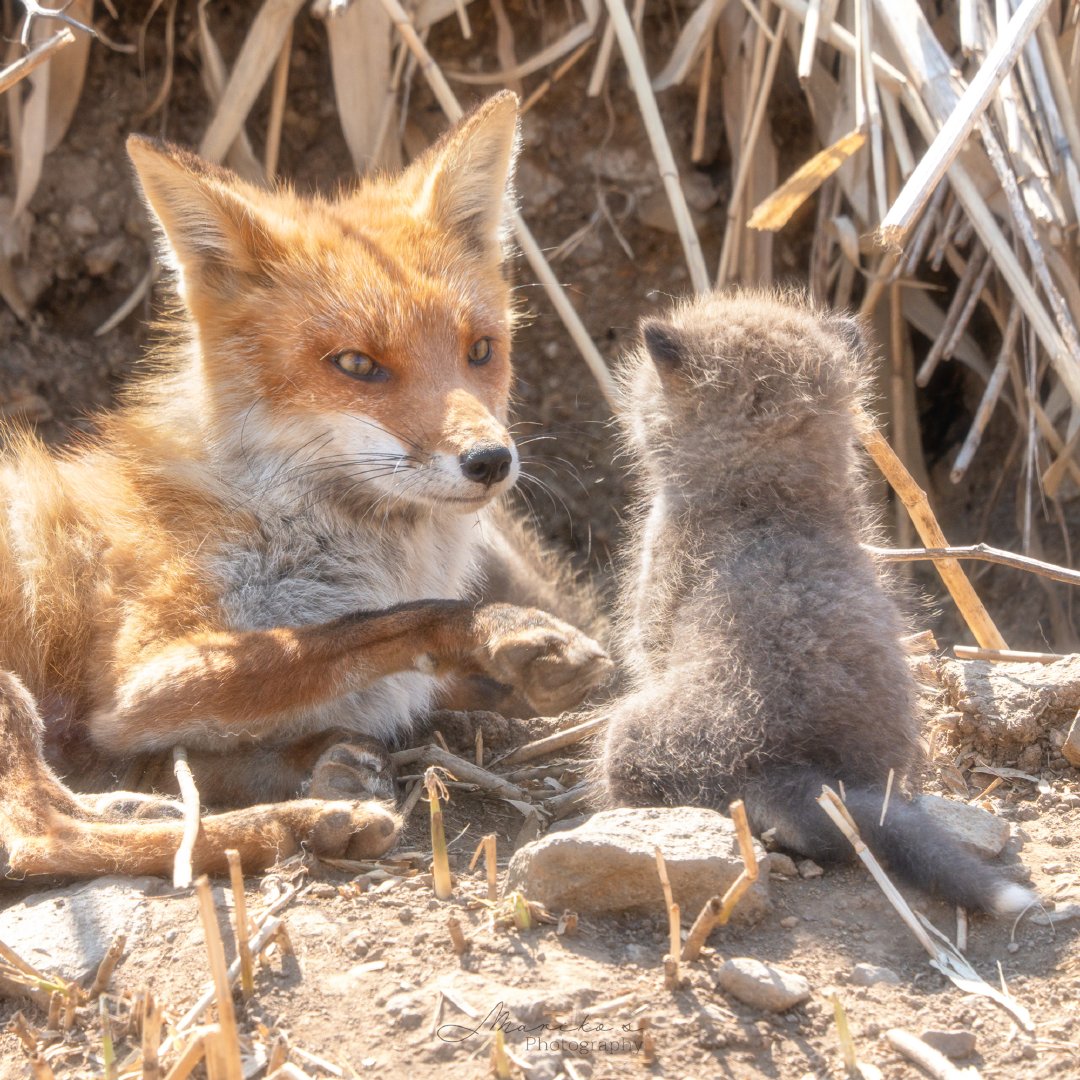 用脸贴贴妈妈然后妈妈会给小狐讲故事©️maru_photos 