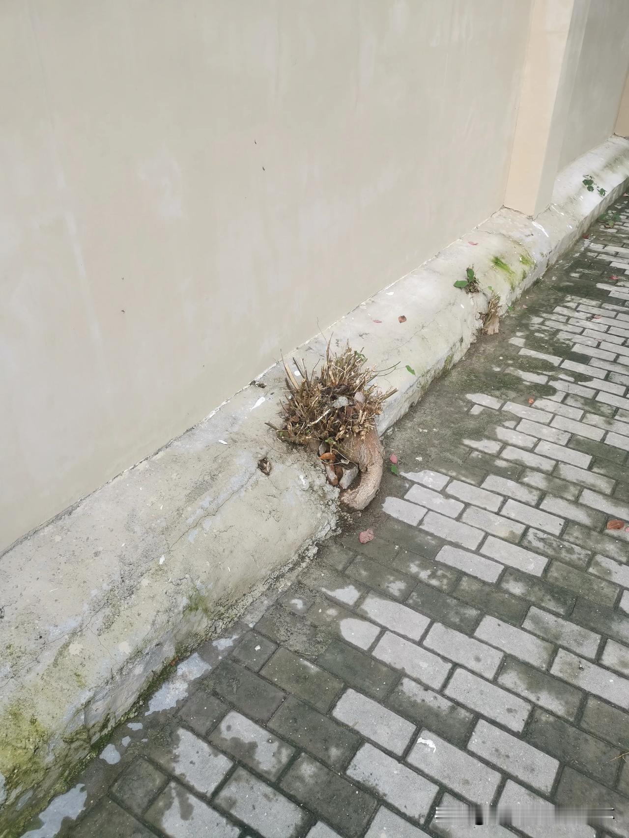 草堆石上寂无声，野径无人独自行。