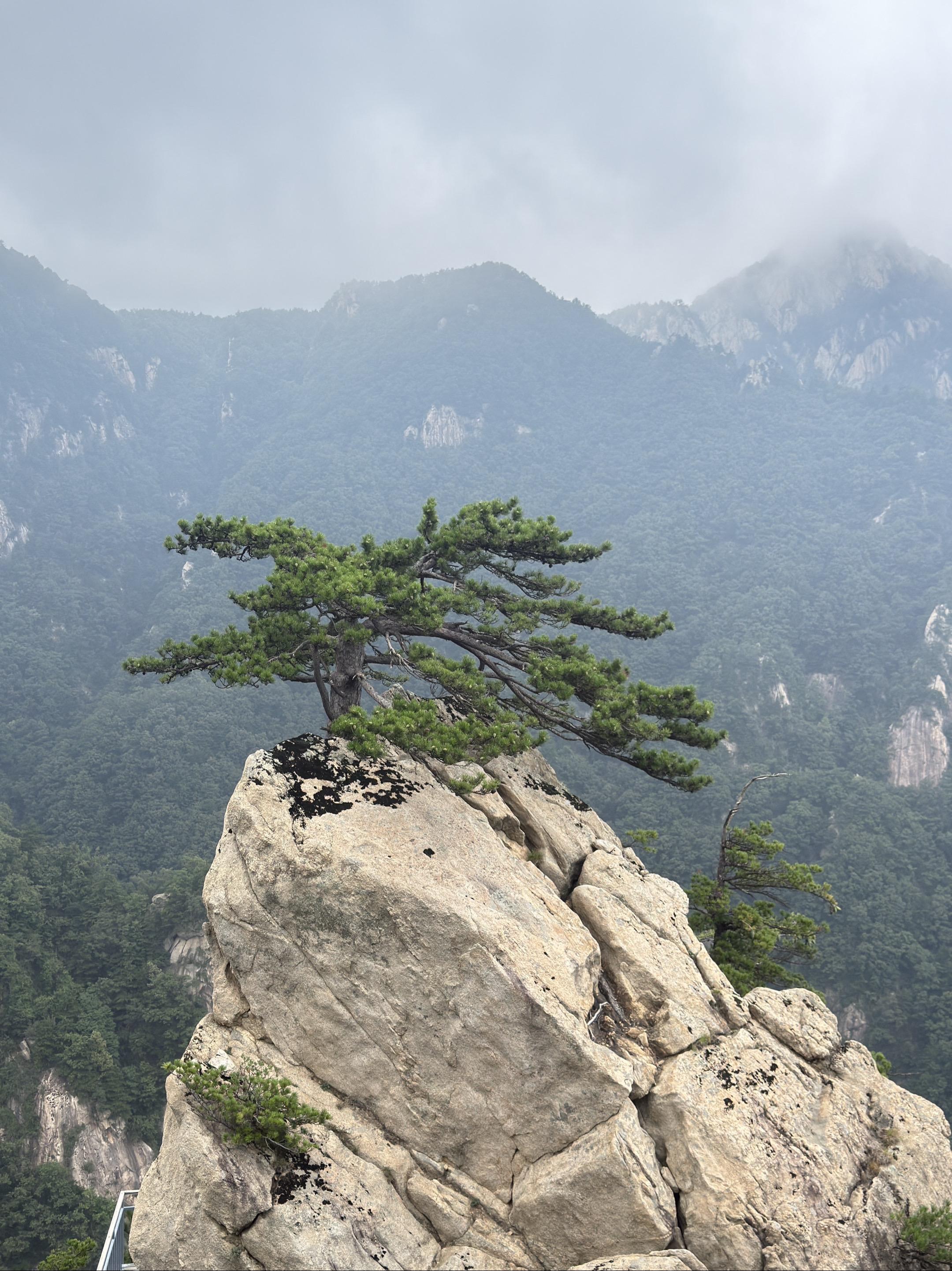 食管支架能够解决一些问题，不一定是优选！食管占位狭窄患者无法进食，拒绝...