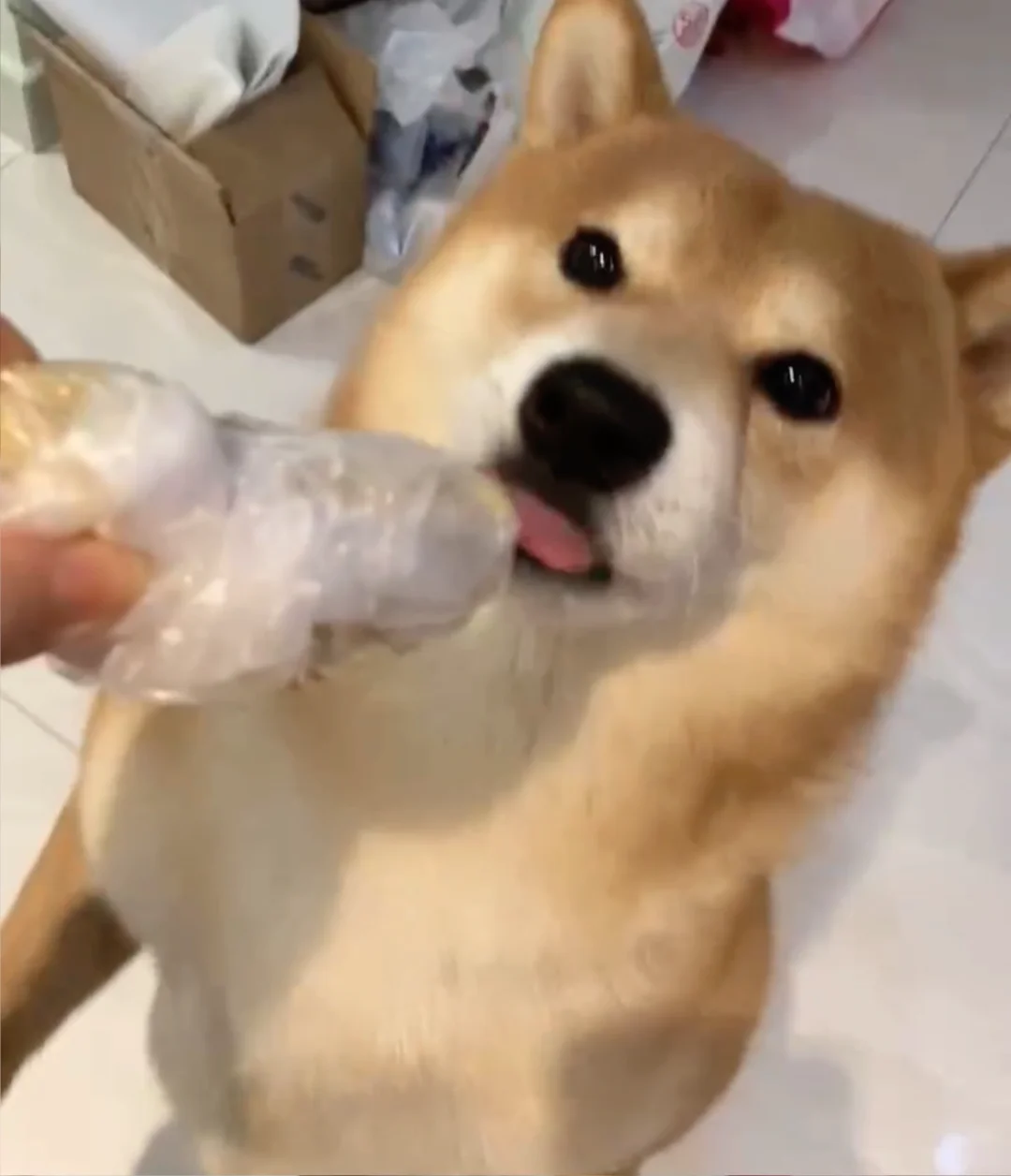 妈妈打猎回来了