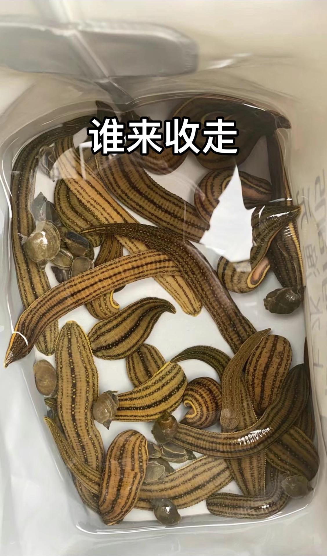 谁要谁拿走冬天钓鲫鱼有多过瘾 祝大家年年有鱼 2025就要passion 这鱼哪