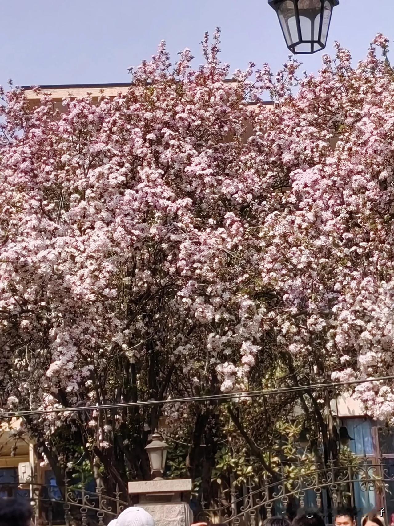 玉兰迎日醉春风，
白衣素颜凌仙子。
无具春寒芳身蕊，
报道人间花冠奇