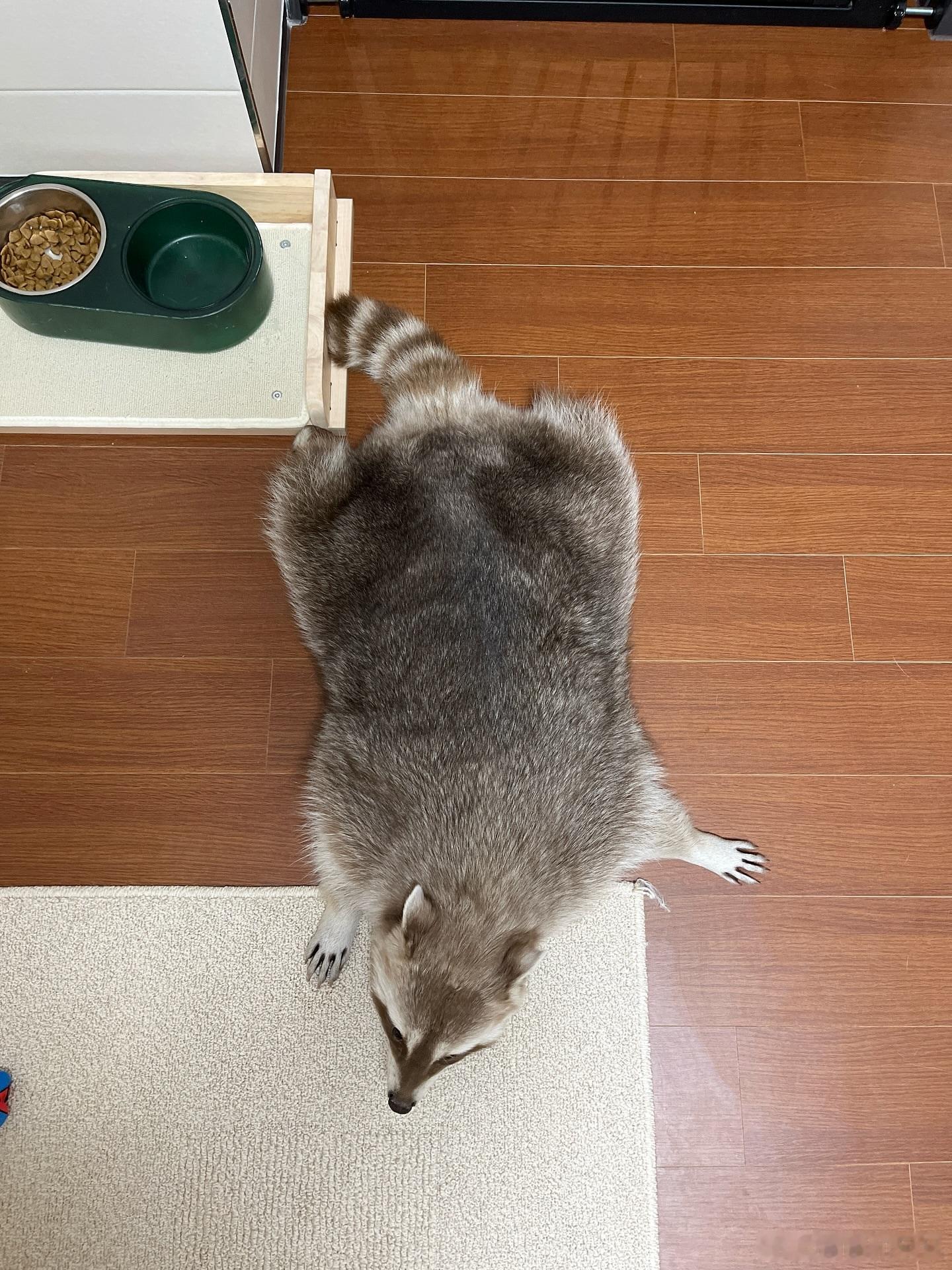 一片浣熊🦝cr：mr_choon& ​​​