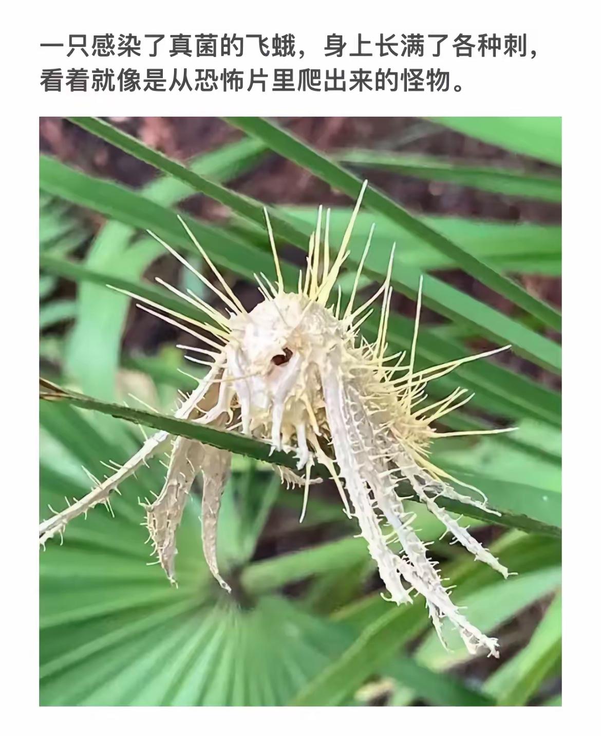 “恐怖片里的怪物？飞蛾感染真菌后的样子！”😱🦋🌿