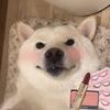 樊东的樊