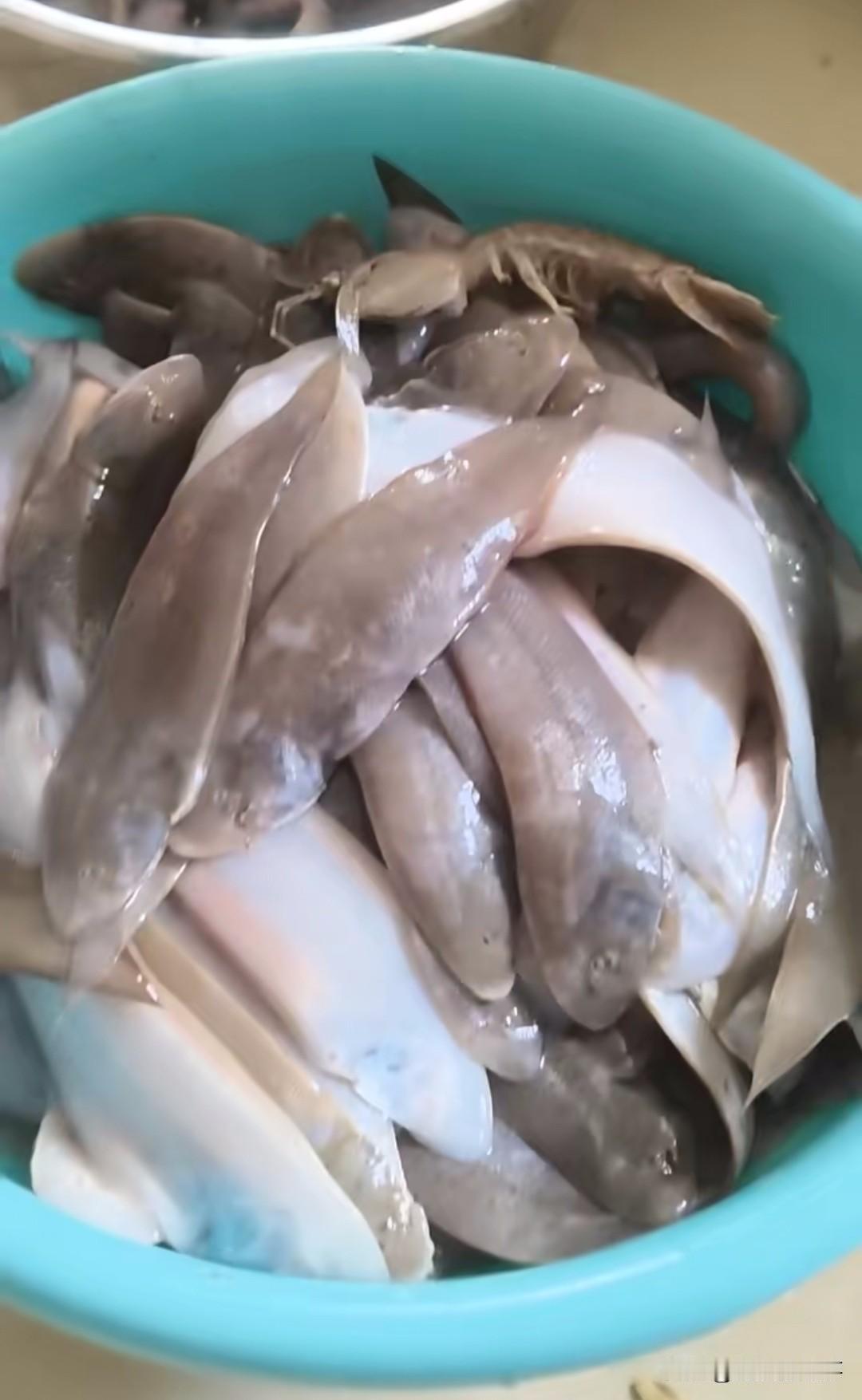 锦州的海终于能捡到好东西了，这么多年，头一次赶海能捞到海鱼啊，今年可能是太热了，