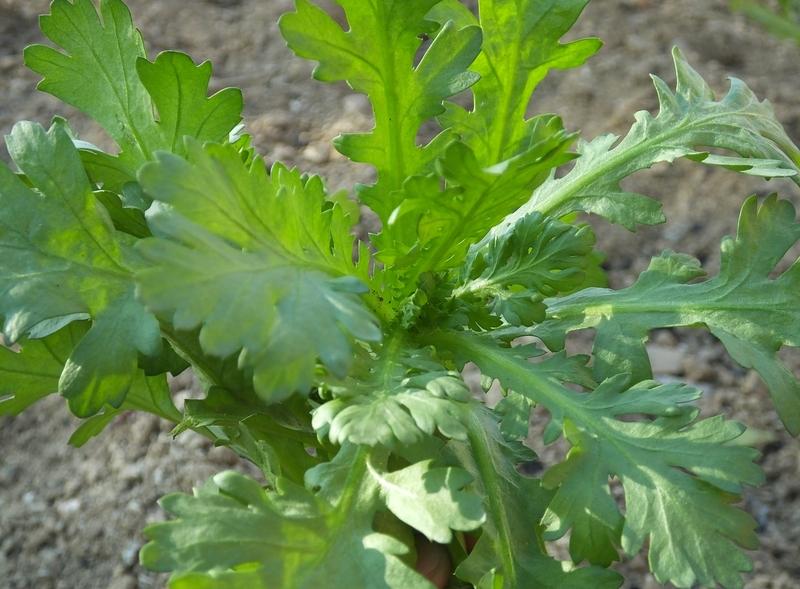 冬天吃火锅，别忘了涮上一把茼蒿，这可是几块钱的“健脑菜”，还是天然降压药！茼蒿在