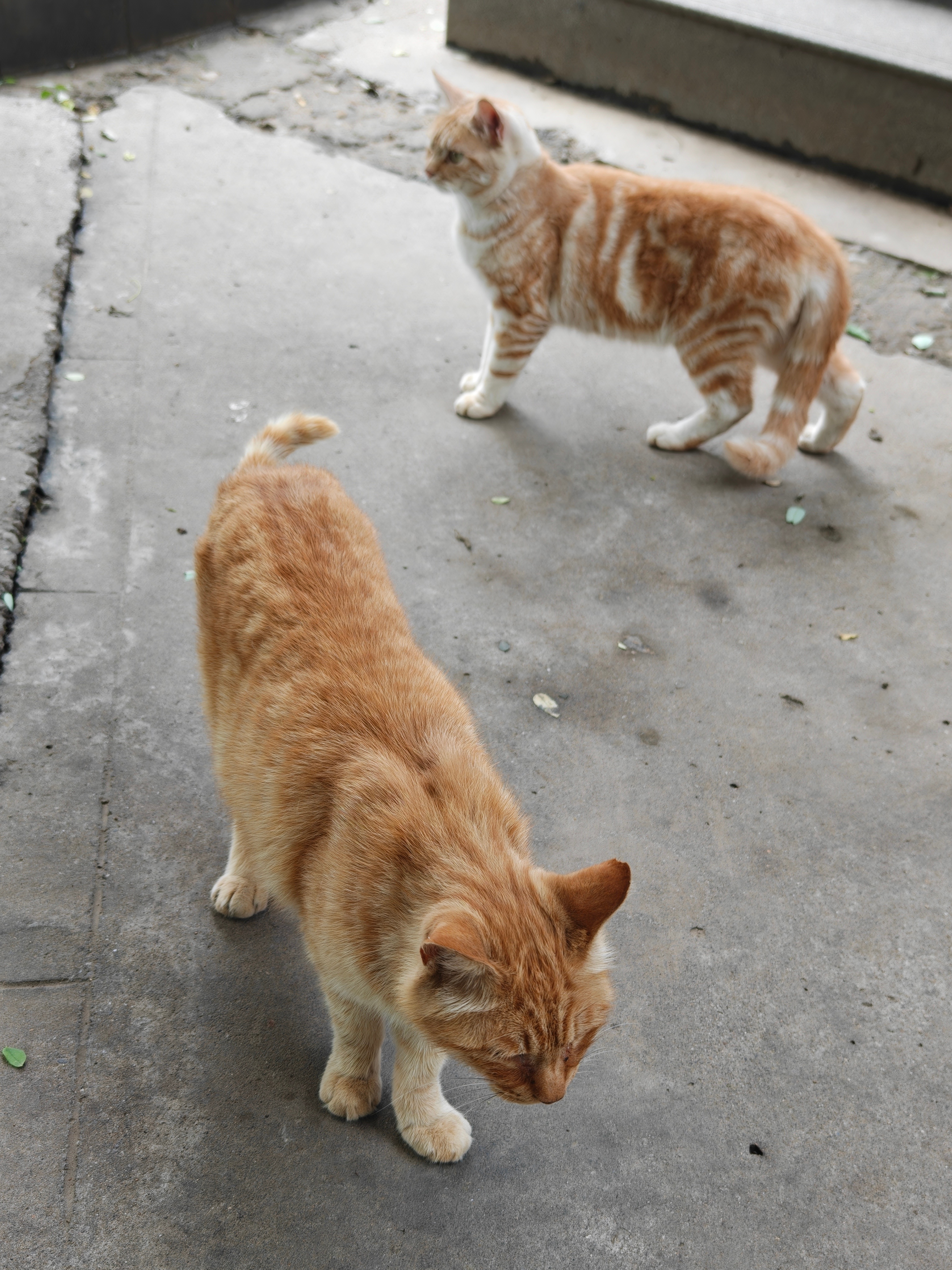 北京未来40天有33天降水桑拿天，猫也受不了啊 ​​​