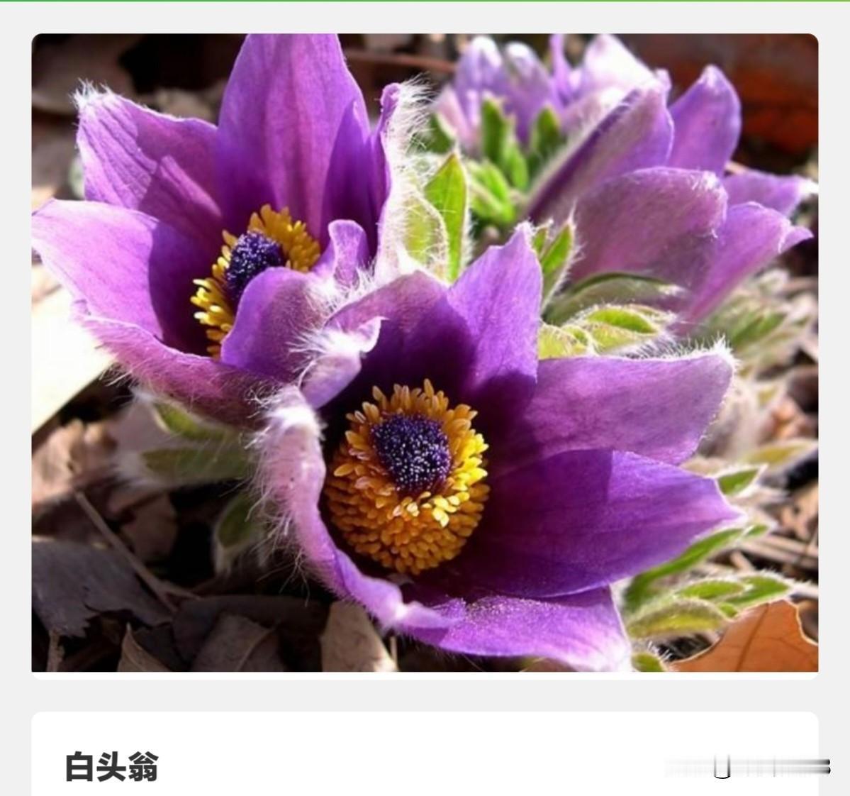 极致的视觉反差: 从娇艳到沧桑、从“紫衣少女”到“白发
老翁”——白头翁
白头翁