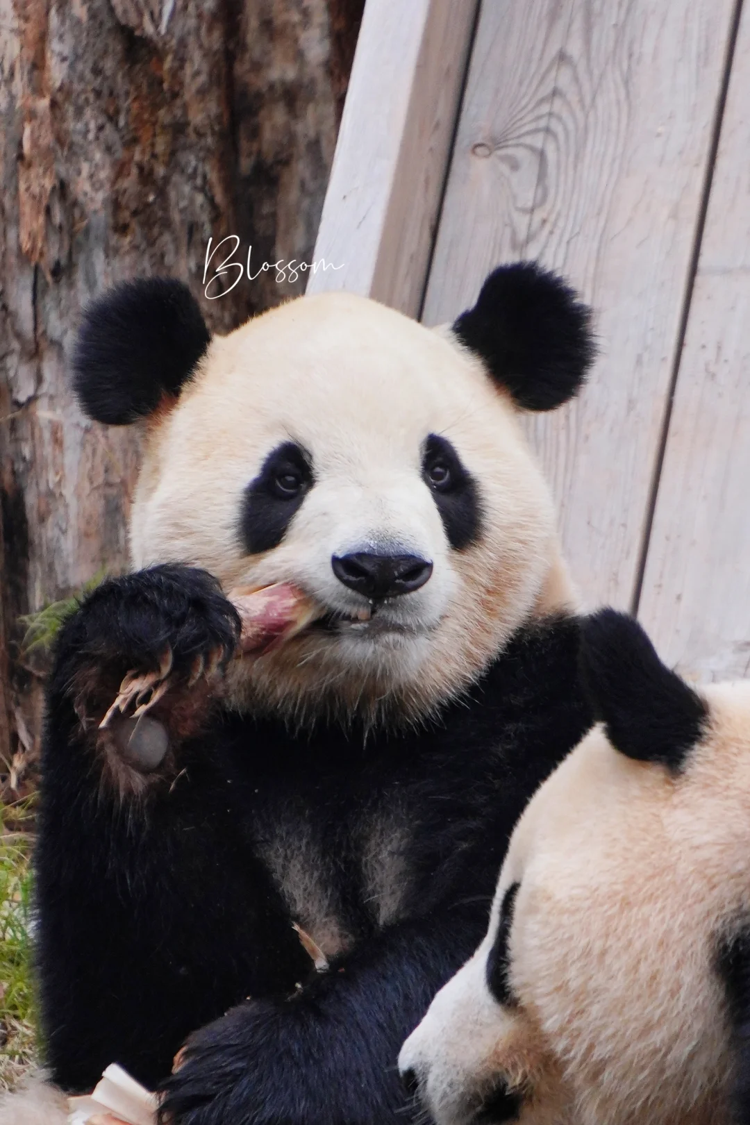 241018 福双4岁生日快乐，和歪朵朵快乐长大
