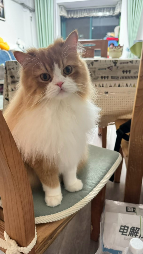 随手拍每天分享一些貌美的猫猫？可可爱爱 