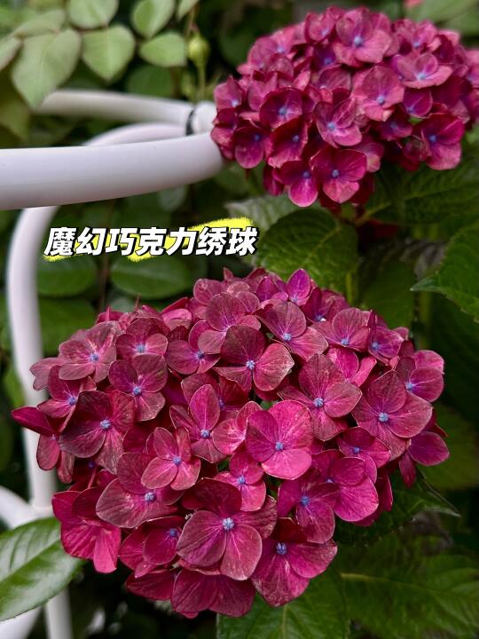 魔幻巧克力绣球的变化