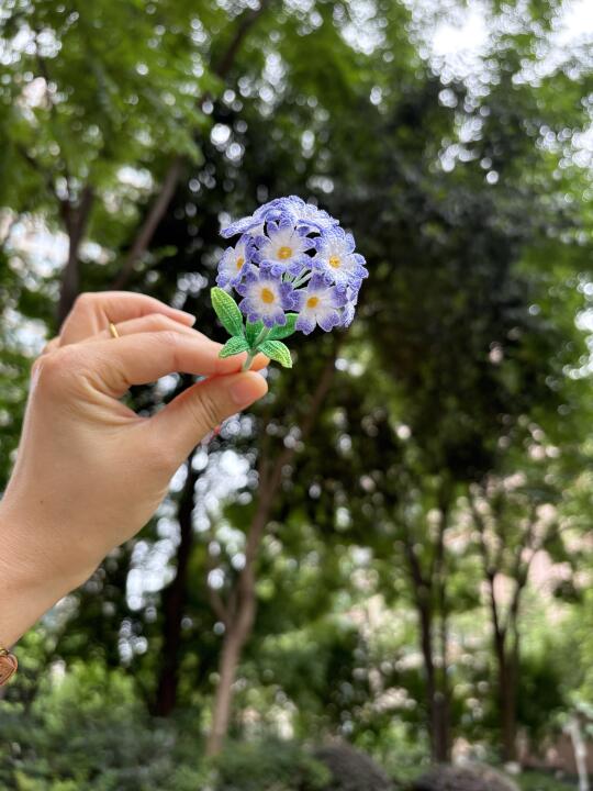 太好看了吧，球状报春花