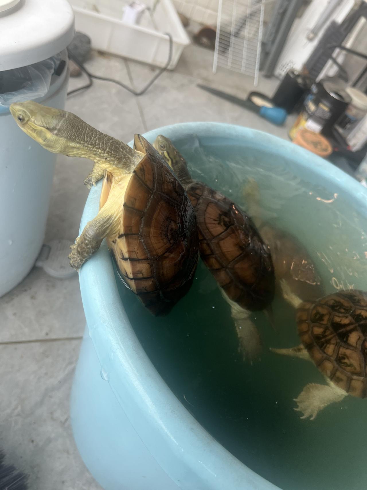 可以看看你们养的乌龟吗不知不觉龟龟越养越大，就是它们拉的屎也是真的臭。