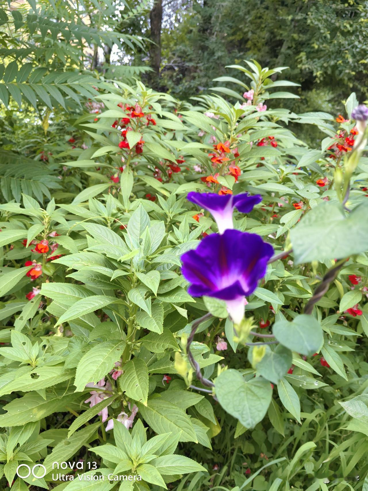 这种花，我们小时候叫它牵牛花，你们那里呢？