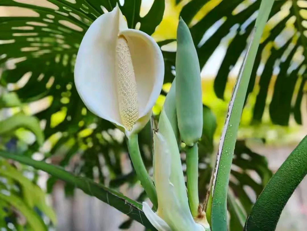 上联：张灯结彩送旧岁，
下联：敲锣打鼓迎新年。