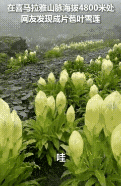 万万没想到，武侠小说中的“天山雪莲”真的存在！男子爬喜马拉雅山爬到海拔大约480