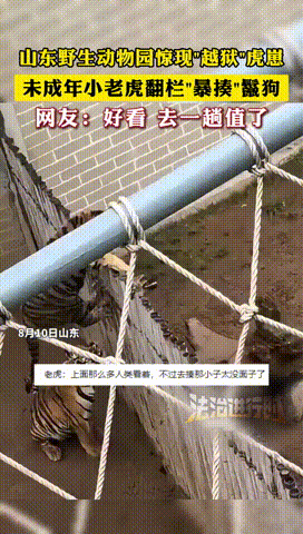 山东一动物园里，一只鬣狗隔着栅栏不停挑衅小老虎，结果把小老虎气得直接翻栏过去，冲