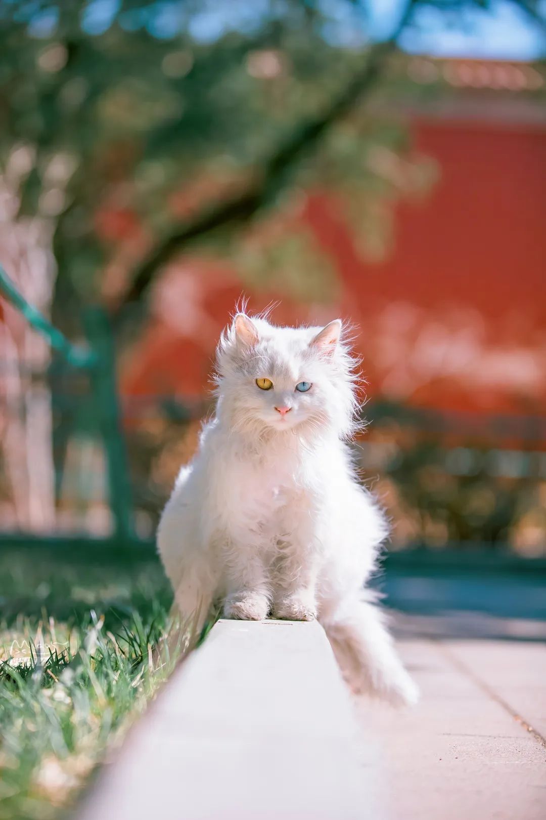 美丽猫咪🐈异色双瞳 ​​​