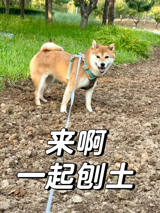 有没有刨土坑的活，给我家狗找一个