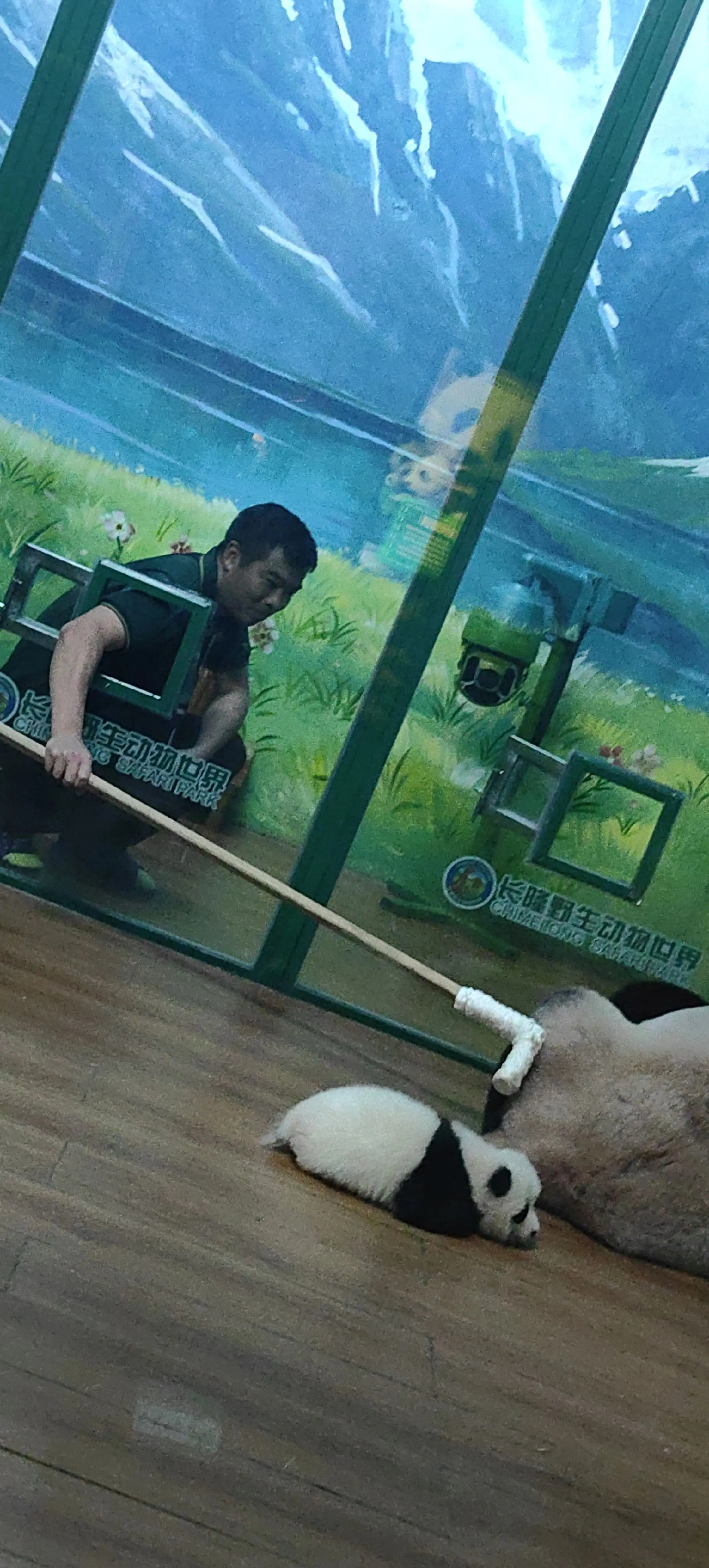 偷“猪”大良外公的偷感好重😂
