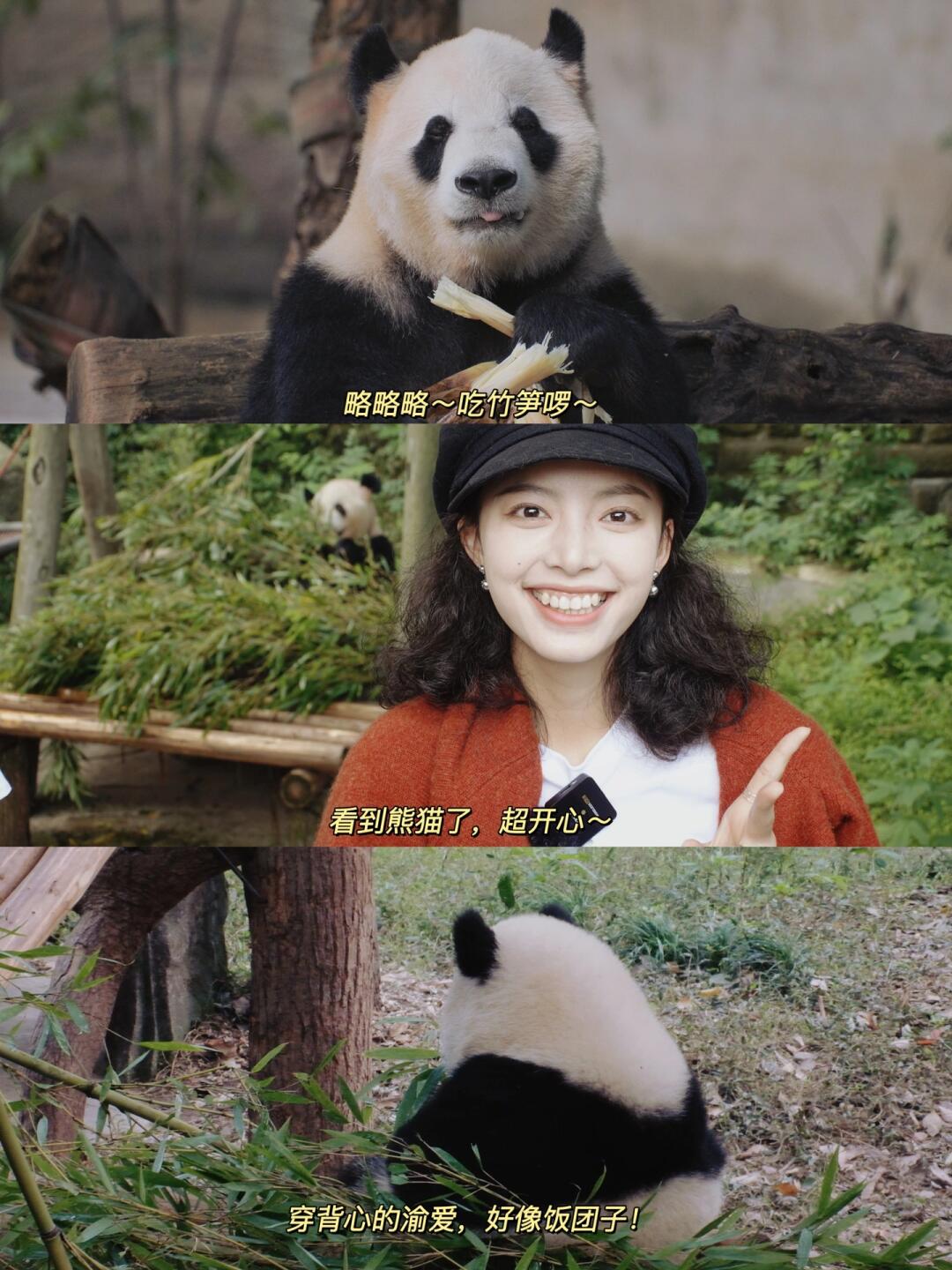 重庆动物园好多熊猫啊，真的太可爱了！