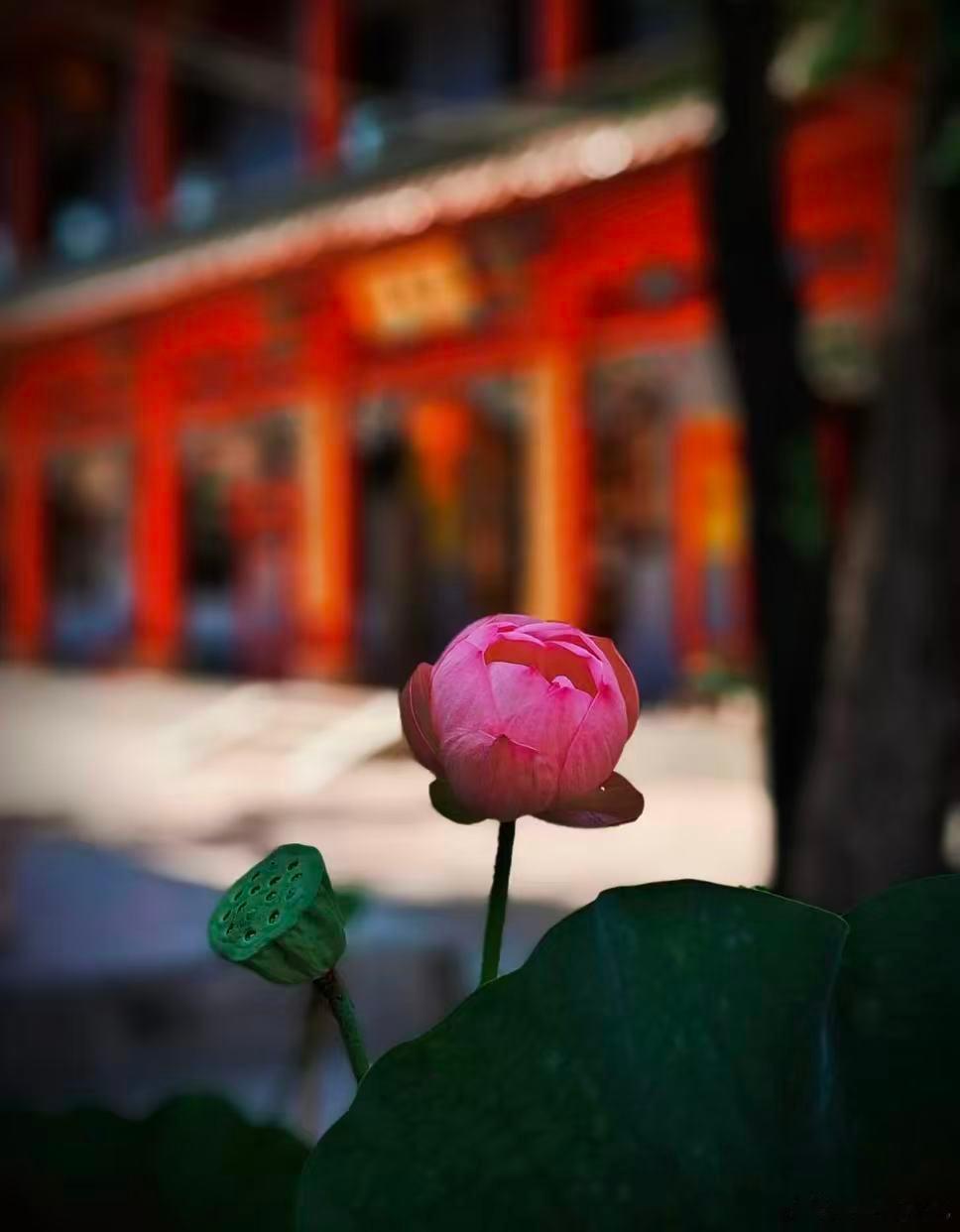 农历八月去寺庙祈福，建议大家以鲜花礼佛。寓意：大愿如愿，随愿所成。 ​​​