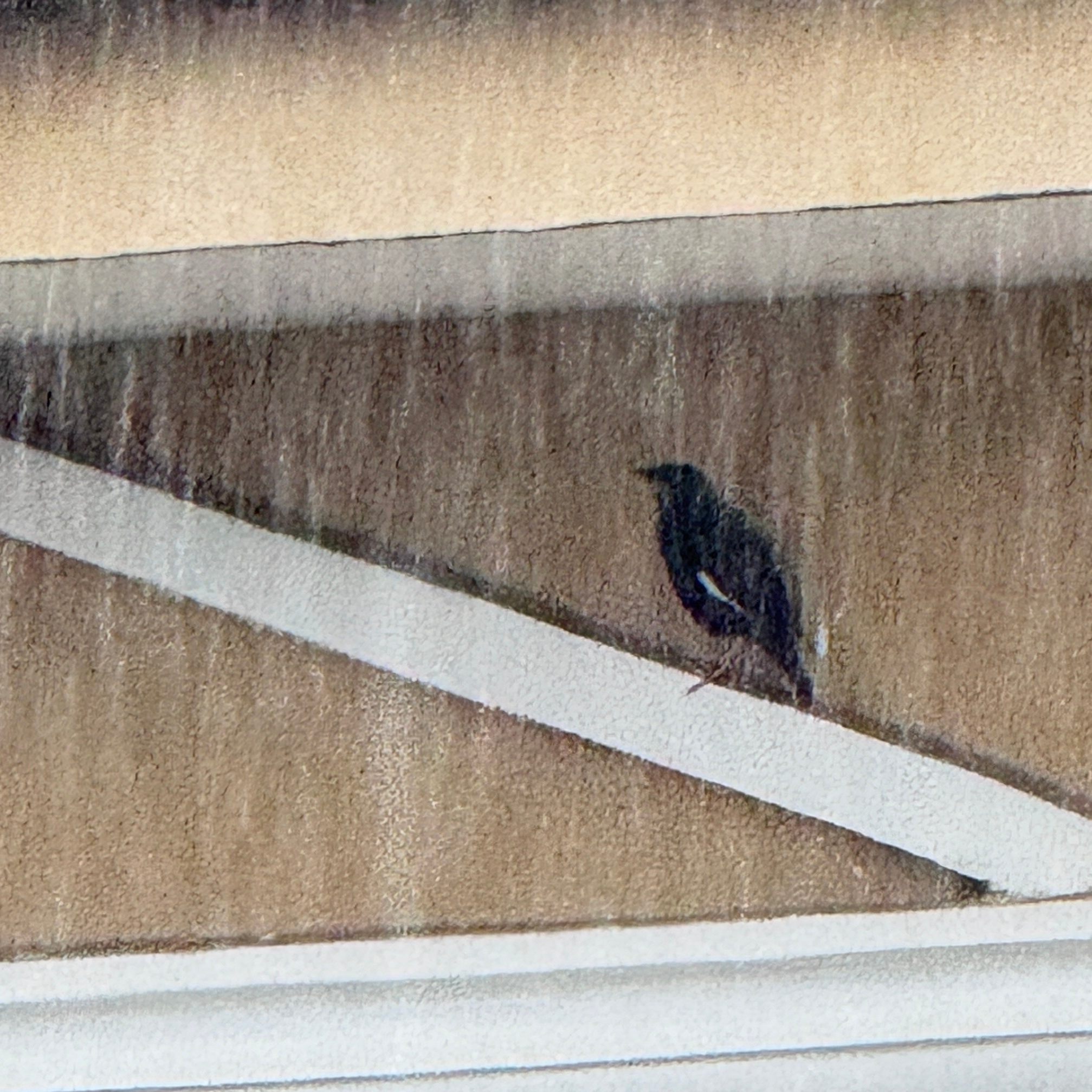 有只鸟在屋檐下躲雨好大的雨啊！ ​​​