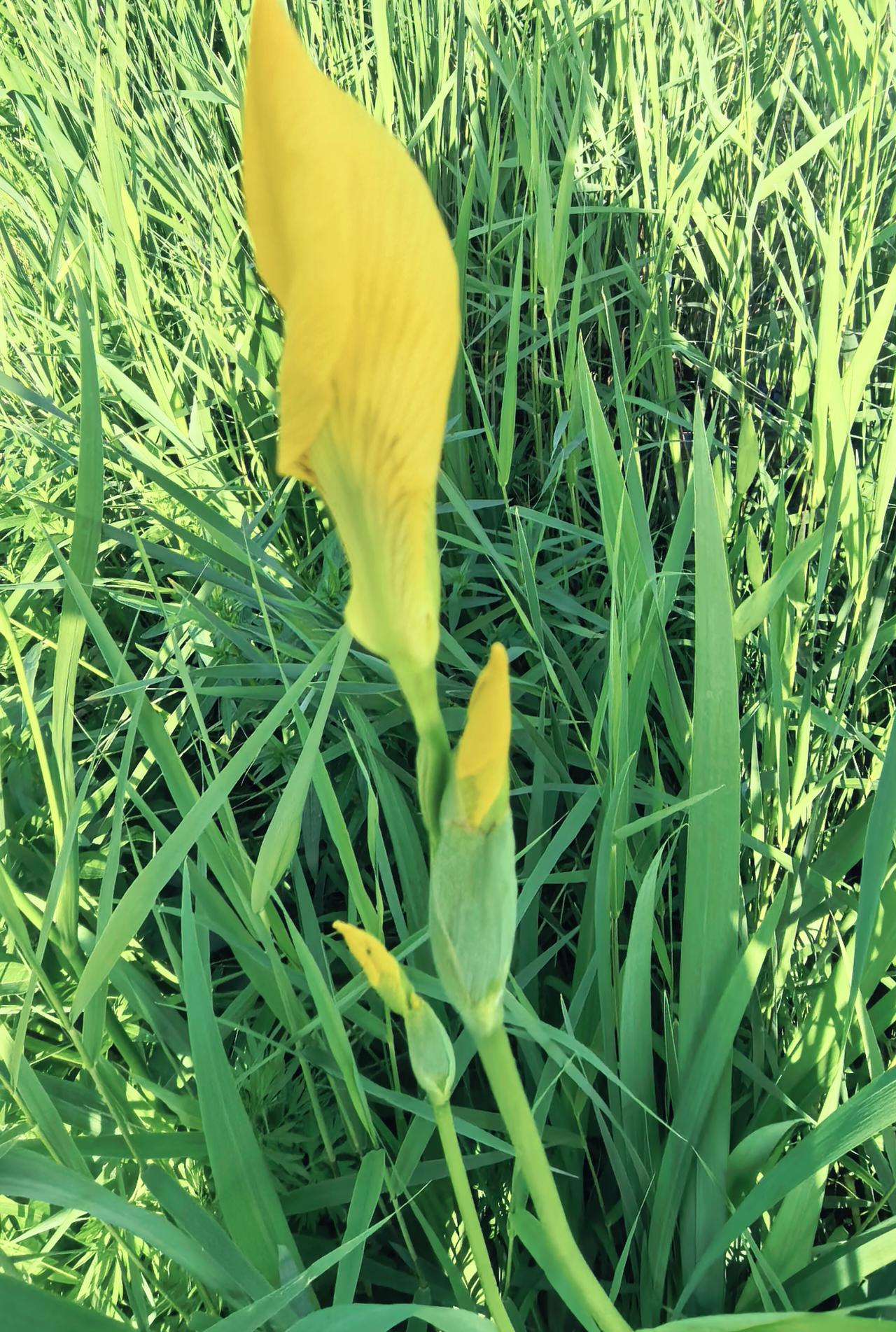 大自然的“黄金舞者”
它把阳光凝成了裙摆，第一朵已踮脚跳完了整个清晨，第二朵正咬